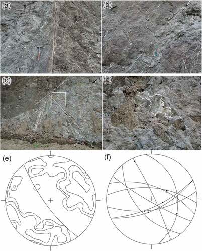 Figure 8. Road cutting in the Lembai Diorite; photographs taken looking to the west. (a) Shear zone (85°/065°) with left side (southwest) dropped relative to the northeastern side of the fault indicated by foliation curving into the fault plane, locality 18SE–167 (0°59’24.10“S, 133°53’4.80“E). (b) Calcite veins (dotted lines) in and adjacent to the shear zone. (c) Fault 75°/155° (in white square, see (d) for close-up photograph). (d) Slickenlines (fibrous calcite) in the fault in (c) with a pitch of 75° to the east. (e)-(f) Lower hemisphere equal-area stereonets of orientation data of structures measured in road cuttings in the Lembai Diorite (from north [0°59’19.6“S, 133°53’8.3“E] to south [0°59’39.6“S, 133°53’9.2“E]). (e) Poles to veins (126) contoured at 1, 2, 4, and 8% per 1% area. Average 79°/234°. (f) Faults and shear zones (9) plotted as great circles with slickenlines (7, black dots).