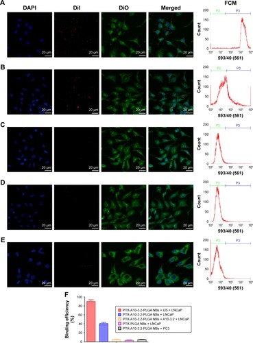 Figure 4 Detection of binding between different formulations of NBs and two types of cells using direct fluorescence imaging and FCM.Notes: (A) PTX-A10-3.2-PLGA NBs + US and LNCaP cells. (B) PTX-A10-3.2-PLGA NBs and LNCaP cells. (C) PTX-A10-3.2-PLGA NBs + A10-3.2 and LNCaP cells. (D) PTX-PLGA NBs and LNCaP cells. (E) PTX-A10-3.2-PLGA NBs and PC3 cells. (F) Histogram of the binding efficiency between different formulations of NBs and the two types of cells. Blue (DAPI) indicates cell nuclei, green (DiO) indicates the cytomembrane, and red (DiI) dots indicate DiI-labeled NBs.Abbreviations: DAPI, 4′,6-diamidino-2-phenylindole; DiI, 1,1′-dioctadecyl-3,3,3′,3′-tetramethylindocarbocyanine perchlorate; DiO, 3,3′-dioctadecyloxacarbocyanine perchlorate; FCM, flow cytometry; NBs, nanobubbles; PLGA, poly(lactide-co-glycolic acid); PTX, paclitaxel; US, ultrasound.