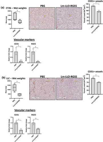 Figure 6. Lm-LLO-RGS5 vaccination elicits anti-vascular effects across cancer models. As detailed in Figure 5, tumor vascularity was assessed by IHC and qPCR for animals inoculated with either (a) CT26 or (b) LLC tumor lines. *P < .05, bars ± SEM. Yellow arrow inset distinguishing a stained cell of interest. Abbreviations used: IHC, immunohistochemistry; Lm, Listeria monocytogenes; LLO, listeriolysin O; qPCR, quantitative PCR.