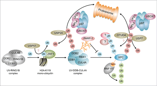 Figure 2. Ubiquitin signaling during lesion recognition in the GG-NER pathway. The ubiquitylation cascade during GG-NER is initiated the UV-RING1B E3 ligase complex that sets the H2A-ubiquitin mark specifically at lysine 119. At DSBs H2A-ubiquitin at lysines 13–15 is removed by USP51. ZRF1 reads the mono-ubiquitin mark and causes the assembly of the UV-DDB-CUL4A complex. This complex or its subunit DDB2 undergoes K48 linked self-ubiquitylation, which leads to its segregation by the p97 complex and its subsequent proteasomal degradation. Ubiquitylation of XPC by the UV-DDB-CUL4A ligase causes a poly-ubiquitylation of XPC, which is inhibited by parylation of DDB2. The linkage type and potential interactors of this ubiquitin chain are not known. XPC may be regarded a control center of damage recognition where many ubiquitin signals concur. XPC, like DDB2, is extracted from chromatin upon poly-ubiquitylation and also decorated by a K63-linked ubiquitin chain catalyzed by the SUMO-dependent E3 ligase RNF111. Poly-ubiquitin chains at XPC are edited by USP7 and potentially by OTUD4. Green spheres depict K63-linked ubiquitylation, red spheres depict K48-linked ubiquitylation. Blue spehres indicate mono-ubiquitylation or poly-ubiquitylation of unknown linkage.
