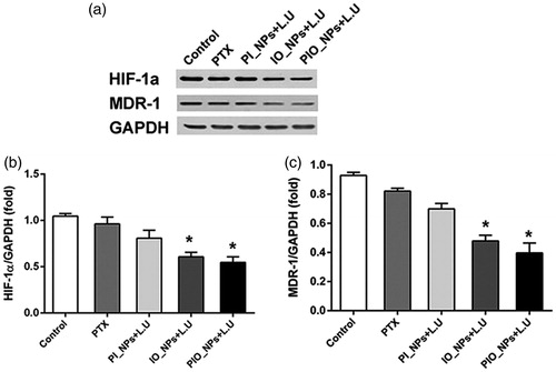 Figure 6. Expression of HIF-1a and MDR-1 in tumor tissue was detected by western blot analysis 24 h after treatment. Quantification of band intensity of HIF-1α expression relative to GAPDH was shown in columns (b). The intensity in control group to PIO_NPs + L.U group were 1.04 ± 0.03, 0.96 ± 0.07, 0.81 ± 0.09, 0.60 ± 0.05, 0.65 ± 0.2, and 0.54 ± 0.06, respectively. Compared with control group, *p < .005. Quantification of band intensity of MDR-1 expression relative to GAPDH was shown in columns (c). The intensity in control group to PIO_NPs + L.U group were 0.92 ± 0.02, 0.82 ± 0.01, 0.70 ± 0.03, 0.48 ± 0.04, and 0.40 ± 0.07, respectively.