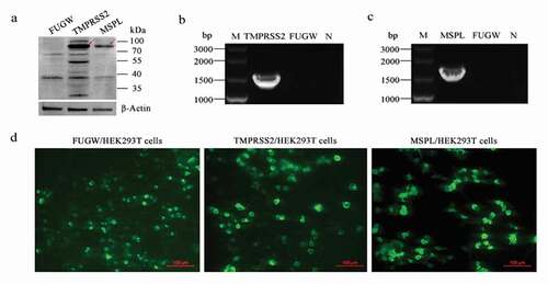 Figure 2. The expression of TMPRSS2 and MSPL genes in the HEK293 T cells. (a) The expression of TMPRSS2 and MSPL was detected by western blot with anti-HA monoclonal antibody after 72 h post-transfection. Immunoblot of TMPRSS2 and MSPL with the expected size was developed, but not for FUGW. FUGW: lentivirus FUGW in HEK293 T cells; TMPRSS2: lentivirus FUGW-TMPRSS2 in HEK293 T cells; MSPL: lentivirus FUGW-MSPL in HEK293 T cells. (b and c) TMPRSS2 and MSPL genes were detected by reverse transcription PCR. M: DNA Marker; N: negative control (water as negative control); FUGW: FUGW control plasmid without target genes. (d) Fluorescence images of FUGW/HEK293 T cells, TMPRSS2/HEK293 T cells, and MSPL/HEK293 T cells were observed after 72 h post-transfection.