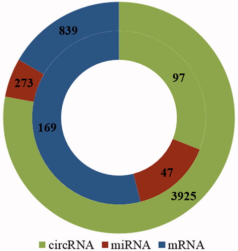 Figure 3. The numbers of circRNAs, miRNAs, and mRNAs obtained by circRNA–miRNA pair and miRNA–mRNA pair prediction. Outer circle denotes the numbers of circRNAs, miRNAs and mRNAs, which are related only to cell proliferation in rat; Inner circle indicates the numbers of circRNAs, miRNAs and mRNAs which are related to both cell proliferation and rat liver regeneration.