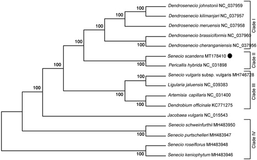 Figure 1. Phylogenetic tree position of the newly sequenced Senecio scandens analyzed by ML analysis of other representative species from family Asteraceae based on the complete chloroplast genomes. The species of Dendrobium officinale, Artemisia capillaris and Ligularia jaluensis were used as the out-group. Numbers on the nodes are bootstrap values from 100 replicates. The GenBank accession numbers are listed following the species name.