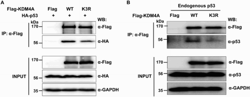 Figure 4. Sumoylation of KDM4A is required for association of p53 with KDM4A. (A) Flag-KDM4A or Flag-KDM4A-K3R were ectopically co-expressed with HA-tagged p53 in 293 T cells. Total lysates were immunoprecipitated with FLAG-agarose beads and the interaction between KDM4A and p53 was analyzed by immunoblot analysis using anti-HA antibodies. Bottom panel shows the expression of Flag-KDM4A, Flag-KDM4A-K3R, and HA-p53 in the input. (B) Flag-KDM4A or Flag-KDM4A (K3R) were transiently expressed in 293 T cells. The proteins were immunoprecipitated with anti-FLAG antibody and then immunoblotted with anti-p53 antibodies. 10% of input was used in the immunoprecipitation step in (A) and (B). Glyceraldehyde-3-phosphate dehydrogenase (GAPDH) was used as a loading control. IP, immunoprecipitate; WB, western blot