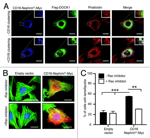 Figure 2. Dock1 is recruited to actin comet tails upon clustering of Nephrin molecules. (A) DOCK1 is recruited to actin comet tails upon clustering of chimeric CD16-Nephrin molecules. CHO.KI cells were transfected with CD16-NephrinIC-Myc and Flag-DOCK1 and clustering of Nephrin molecules was induced by an anti-CD16 antibody treatment. Immunofluorescence analyses showing the distribution of CD16-NephrinIC-Myc (blue), Flag-DOCK1 (green) and actin (red; phalloidin) molecules in non-treated and CD16-treated cells (Scale bar: 20 μm, 60x). (B) Expression of CD16-NephrinIC-Myc induces lamellipodia formation in cells through Rac activation. CHO.KI cells were transfected with CD16-NephrinIC-Myc and left untreated or treated with a Rac1 inhibitor. Immunofluorescence analyses showing expression of CD16-NephrinIC-Myc (red) and actin (green; phalloidin) (Scale bar: 20 μm, 60x). (C) Quantification of the % of cells with lamellipodia in B (n = 3).