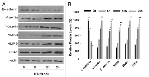 Figure 5. Acute exposure to AS also induces the EMT-like phenotypical shift. (A) HT-29 cells were exposed to 0 or 15 nM arsenic for 0, 6, 12, and 24 h. Western blot was performed to determine the protein expression levels of E-cadherin, vimentin, MMP-3, MMP-9, β-catenin, and ZEB-1. Note that epithelial marker E-cadherin was inhibited by AS, whereas mesenchymal markers (vimentin, MMP-3, and MMP-9) were upregulated. (B) Quantitation of EMT-related proteins in (A), *P < 0.05; **P < 0.01.