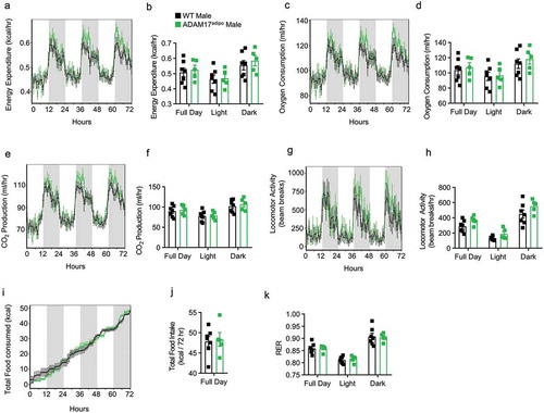 Figure 2. Loss of adipocyte ADAM17 does not affect whole-body metabolic phenotype in male mice. 14-week old male mice were subjected to whole-body metabolic phenotyping using the TSE PhenoMaster system. Total energy expenditure (a-b), oxygen consumption (c-d), CO2 production (e-f), locomotor activity (g-h), caloric intake (i-j) and respiratory exchange ratio (k) were all measured for 72 h Generalized linear regression modelling with regression analysis for body weight (B, D, F, H, J, K). Data presented are from one independent experiment (A – K, mean ± SEM). n = 5–7 mice per genotype