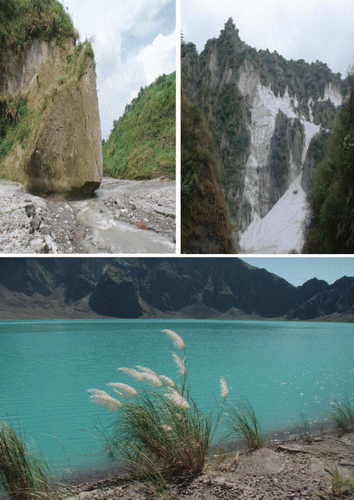 Figure 1 Undercutting of the canyon walls by running water is one of the causes of ongoing mass waste events in the riparian systems of Mount Pinatubo (top left). The mass waste events that continue to occur two decades after the eruption present barren surfaces as seen in lower center (top right). These can become covered by plants rapidly due to the surrounding established vegetation. Saccharum spontaneum is the dominant large grass in the caldera as seen here (bottom) and throughout all elevations of the recovering ecosystem.