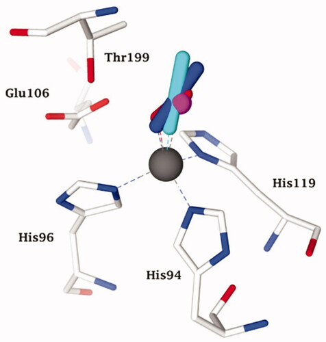 Figure 2. Representation of the superimposed X-ray crystallographic data for hCA II adducts with cyanate (cyan, pdb 4E5QCitation31) bromide (magenta, pdb 1RAZCitation32) azide (blue, pdb 1RAYCitation32) O2 (presumably as superoxide anion or radical anion; red, pdb 5EOICitation33) with a tetrahedrally coordinated active site zinc ion (grey sphere). The key active site zinc ligands (His94, 96 and 119) and “gate-keeping” residues (Thr199, Glu106) are also shown.