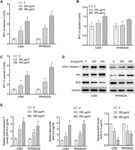 Figure 2 Evo treatment activated the intrinsic apoptosis pathway in multiple myeloma cells. (A–C) Analysis of caspase-9, −8 and −3 activities in U266 and RPMI8226 after EVO treatment (200, 400 μg/mL) for 24 hrs. Caspase activity was measured by the relative fluorescent units (RFU) of cleaved substrates. (D) Western blot detecting active caspase 3, Bax and Bcl-2 protein expression level in U266 and RPMI8226 after EVO treatment (200, 400 μg/mL) for 24 hrs. (E) Quantification of the western bands in (D). *p < 0.05.