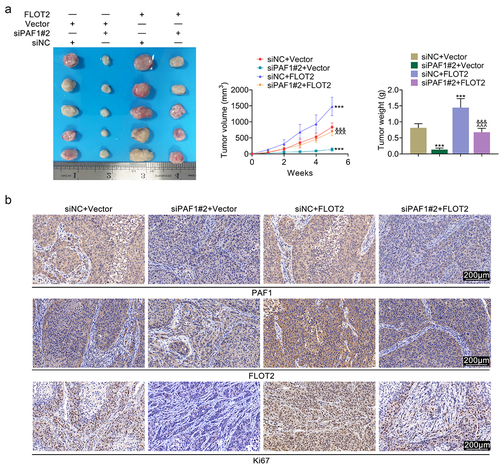 Figure 4. Inhibition of PAF1 slowed the tumor growth in vivo through modulating FLOT2. Groups were separated into the siNc+vector, siPaf1#2+vector, siNC+FLOT2 and siPAF1#2+FLOT2 group. (a) the tumor size, volume and weight were determined through in vivo assay. (b) the protein expressions of PAF1, FLOT2 and Ki67 in tumor tissues were tested through IHC assay. ***p < 0.001 vs the siNc+vector group; ^^^p < 0.001 vs the siPaf1#2+vector group; &&&p < 0.001 vs the siNC+FLOT2 group.