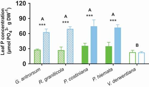 Figure 1. Leaf phosphorus concentrations for G. antrorsum, R. graniticola, P. costiniana, P. hiemata, and V. derwentiana. Green = SP (low P) site; blue = DHP (high P) site. Dashed bars are forbs, filled bars are grasses, and empty bars are sub-shrub species. Values are means ±SE (n = 3). Asterisks indicate significantly different means (*p < 0.05, **p < 0.01, ***p < 0.001) between sites within species; uppercase letters denote significantly different means among species identified by Fisher’s LSD test (p < 0.05)