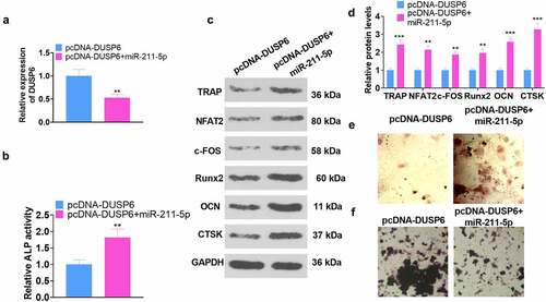 Figure 6. miR-211-5p overexpression abated the DUSP6-mediated inhibition of hMSC osteogenic differentiation.