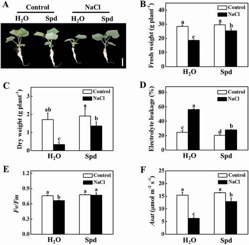 Figure 1. Functional analysis of spermidine (Spd) in response to salt stress in cucumber plants. (A) Increased cucumber salt tolerance by exogenous Spd. Bars: 5 cm. (B) Fresh weight (FW). (C) Dry weight (DW). (D) Electrolyte leakage (EL). (E) The maximum quantum yield of photosystem II (Fv/Fm). (F) The light-saturated rate of CO2 assimilation (Asat). Cucumber plants were exposed to 75 mM NaCl with or without 1 mM Spd treatment for 7 d, and the phenotype, FW, DW, EL, Fv/Fm, and Asat were measured. All data are presented as the means of 3 biological replicates (± SE). Means with the same letter did not significantly differ at P < 0.05, according to Tukey’s test. Three independent experiments were performed with similar results