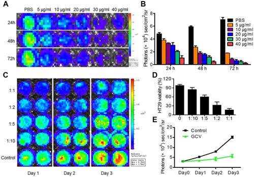 Figure 2 MSCs-DF were highly sensitive to GCV and had the bystander effect on HT29 cells in vitro. (A) MSCs-DF cells were plated and treated with different concentrations of GCV (0, 5, 10, 20, 30 and 40 μg/mL). The survival of MSCs-DF cells was determined by BLI assay for 3 days. (B) BLI signals were quantitatively analyzed in the presence of different concentrations of GCV, and the signal activity was expressed as photons/s per cm2 per steradian (sr). (C) Mixtures of MSCs-DF and HT29-DF cells in the ratios (MSCs-DF:HT29-DF = 0, 1:10, 1:5, 1:2, 1:1) were plated and were treated with GCV (40 μg/mL), and the numbers of HT29-DF cells were revealed by BLI assay for 3 days. (D) The viability of HT29 cells was measured by the relative radiance compared to Control on day 3. (E) When the ratio of MSCs-DF cells to HT29 cells was 1:1, the cell viability of HT29 was measured as mentioned above. Experiments were performed in triplicate. MSCs-DF, hP-MSCs-DF; MSCs-DF+GCV, hP-MSCs-DF+GCV.Abbreviations: hP-MSCs, human placenta-derived MSCs; MSC, mesenchymal stem cells; DF, double fusion; BLI, bioluminescence imaging; GCV, ganciclovir.