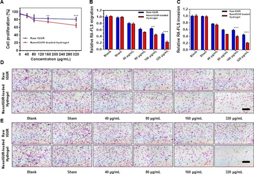 Figure 4 Effects of IGUR in different dosage forms on the proliferation, migration, and invasion of fibroblast-like synoviocytes (RA-FLS). Cell proliferation assay (A); cell migration assay (B); cell invasion assay (C); representative pictures for cell migration assay (D). Representative pictures for cell invasion assay (E). In the in vitro study, 10% FBS high glucose DMEM complete medium (complete medium) was used as the blank control, complete medium containing PBS was used as the sham control for the raw IGUR and the blank gel was used as the sham control for the NanoIGUR-loaded hydrogel. Data represent three independent experiments. **p < 0.01, ***p < 0.001, Scale bar = 100 μm.