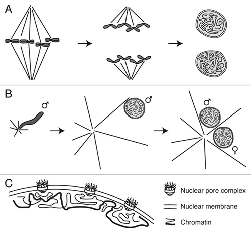 Figure 1. Nuclear assembly during mitosis and fertilization. (A) During mitotic exit, spindle disassembly is coordinated with chromosome decondensation and nuclear envelope formation. During fertilization, completion of female meiosis II follows largely the same events, with disassembly of the meiotic spindle and assembly of the maternal pronucleus; the only major difference is that one meiotic daughter cell is extruded as a polar body (not pictured). (B) Fertilization also requires the dramatic conversion of compact sperm chromatin into decondensed spherical pronuclei. Concomitantly, astral microtubules nucleated from sperm centrosomes capture both sperm and egg pronuclei and transport them toward one another at the center of the egg. ♂ indicates sperm chromosomes and pronucleus, ♀ indicates female pronucleus. (C) Nuclear (and pronuclear) assembly results in assembly of a double nuclear membrane and nuclear pore complexes around decondensed chromatin.