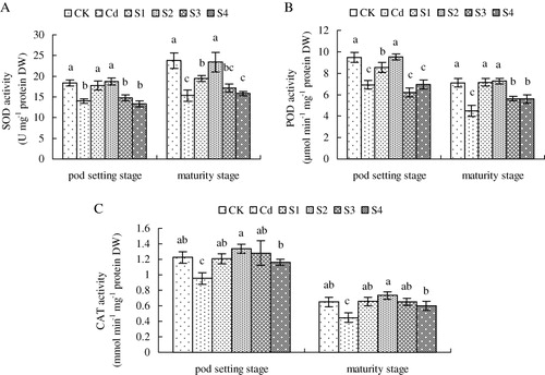 Figure 4. Effects of the application of exogenous NO at different growth stages (S1, sowing stage; S2, seedling stage; S3, flowering stage; S4, pod setting stage) on activities of superoxide dismutase (SOD) (A), peroxidase (POD) (B), and catalase (CAT) (C) in leaves of peanut grown in 50 mg kg−1 Cd-contaminated soil. The contents of chlorophyll in peanut leaves were investigated at seedling, flowering, and pod setting stages. Values are the mean of three replicates. Bars with different letters are significantly different at p <0.05.