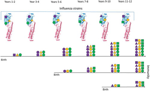 Figure 1. Illustration of Influenza Immunity Over Time.The diagram shows how the immunity of three individuals changes (horizontal black lines) over a period of years. Three epitopes are represented on the haemagglutinin (HA) structure (protein structures overlaid with purple, yellow and green shapes), which vary through time (different shapes). After an encounter with a specific strain, individuals acquire immunity to the encountered epitopes, which is represented by the presence of different shapes for each individual. Immunity is commutative through time and can increased by multiple encounters (stacked shapes). Similar epitopes are encountered periodically. This leads to a different immunity profile of individuals based on their year of birth.
