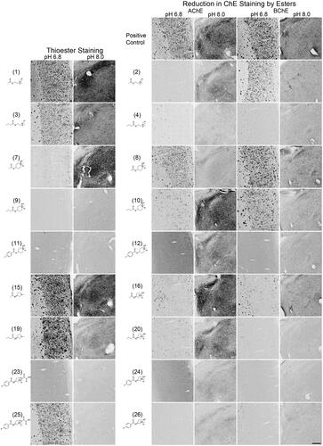 Figure 4. Photomicrographs of histochemical staining in human brain tissues demonstrating the hydrolysis of thioesters by ChEs at pH 6.8 or 8.0 (columns 1 and 2) or the reduction in AChE and BChE staining in the presence of esters (columns 3–6). Note, positive control staining of tissue (i.e. AChE or BChE staining at pH 6.8 and 8.0) is provided in the 1st row of columns 3–6. Note, histochemical staining at pH 6.8 demonstrated ChE activity associated with Aβ plaques while that at pH 8.0 is associated with neural elements. Staining with thioester compounds allowed for a direct visualisation of the kinetic interaction of the compound with ChEs. The degree to which staining for AChE or BChE activity was reduced by the presence of esters provided indirect evidence that the compound interacted with the enzyme targets. Scale bar = 400 µm.