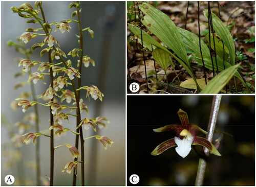 Figure 1. Photos of Chrysoglossum ornatum. (A) Inflorescences; (B) plants; (C) flower. The photographs were taken by Wei Wu.