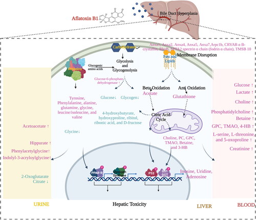 Figure 5. Major metabolic alterations induced by AFB1-mediated hepatotoxicity. AFB1 leads to hepatic steatosis by altering amino acid, carbohydrate and lipid metabolism. Presence of metabolites from altered pathways can be detected in liver extracts, urine and blood.