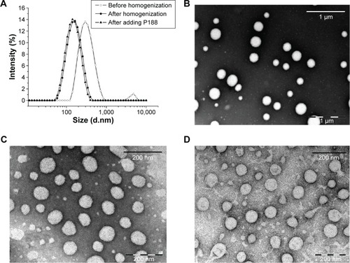 Figure 1 Particle size distribution and morphology of 10-HCPT nanocrystals.Notes: (A) The particle sizes were measured by dynamic light scattering during the preparation process. (B) TEM micrograph of 10-HCPT nanocrystals before homogenization (scale bar, 1 μm). (C) TEM micrograph of 10-HCPT nanocrystals after homogenization (scale bar, 200 nm). (D) TEM micrograph of 10-HCPT nanocrystals after adding poloxamer 188 (scale bar, 200 nm).Abbreviations: 10-HCPT, 10-hydroxycamptothecin; TEM, transmission electron microscopy; P188, Poloxamer 188.