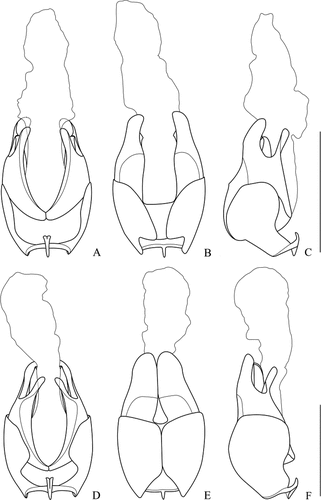 Figure 6. Aedeagus (A, D. ventral view; B, E. dorsal view; C, F. lateral view): A–C. Lycocerus varipubens (Wittmer, Citation1978) (IZAS, IOZ(E)1389491); D–F. L. zayuensis sp. nov. (IZAS, IOZ(E)1389662). Scale bars: 1.0 mm.