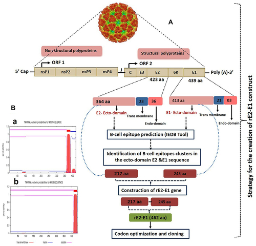 Figure 1 (A) Schematic representation of the creation of recombinant E2-E1 from full-length structural E2 and E1 genes. (B) Identification of ectodomain sequence of E2 (a) and E1 (b) by TMHMM server v.2.0 software.