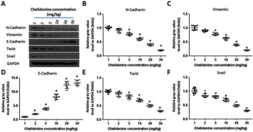 Figure 5 The effect of chelidonine on EMT indicators or regulators in subcutaneous tumor tissues formed by MHCC97-H cells. MHCC97-H cells were injected into nude mice to form subcutaneous tumor tissues. The mice received the indicated concentrations of chelidonine (1, 2, 5, 10, 20, 30 mg/kg). Subsequently, the tumor tissues were harvested and the total protein was extracted from the cells. The expression of N-cadherin, Vimentin, E-cadherin, Twist, and Snail was examined using Western blotting. GAPDH was selected as a loading control. The results are shown as Western blotting images [A] or a scatter plot of the grayscale scan results (N-cadherin [B], Vimentin [C], E-cadherin [D], Twist[E], and Snail [F]).Notes: *P<0.05 versus solvent control with chelidonine. n=10.Abbreviations: EMT, epithelial-mesenchymal transition; qPCR, quantitative polymerase chain reaction.