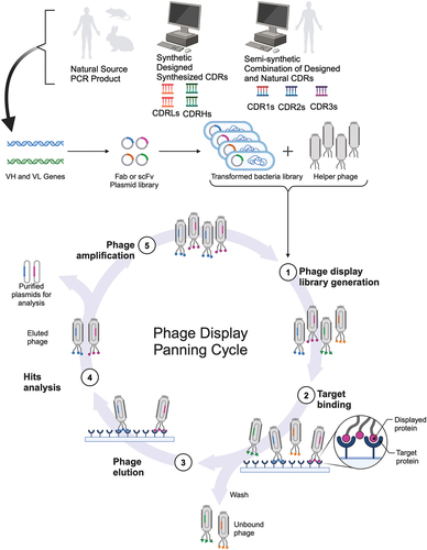 Figure 3. Types of phage libraries, construction, and panning process. This schematic depicts the different types of phage antibody libraries that can be constructed (top panel) and the iterative process of phage panning (bottom panel), which is equally applicable to the phage display of alternative scaffolds. The immune repertoire can be sourced from natural, semisynthetic, or fully synthetic variable genes and cloned into a phagemid vector. The resulting cloned repertoire is linked to gene3 for phage display, where E. coli is transformed with the phagemid library and then transfected with helper phage to produce the phage display library. This library is then incubated with the target antigen format to enrich for specific binders, where several washing steps are used to eliminate nonspecific binders and background. The remaining pool of phage binders are then eluted using a variety of methods (such as acidic pH or enzymatic cleavage of the linker between pIII and the antibody fragment) and used to transform E. coli for overnight amplification. This cycle is known as a round of selection. After three to five rounds of selection, single phage clones are evaluated for the specificity of their binding for the initial hit analysis and undergo DNA sequencing in parallel to determine the diversity of the positive phage antibody clone hits. Created with BioRender.com.
