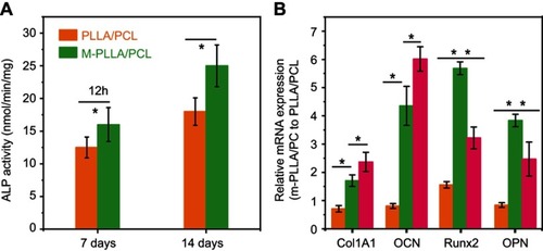 Figure 4 (A) ALP activity at designated time intervals during osteogenic induction; (B) relative expressions of Col1A1, OCN, RUNX2, and OPN by rBMSCs induced on different scaffolds for 2 weeks. *p<0.05 and **p<0.01.Abbreviations: rBMSCs, rat bone marrow stromal cells; PLLA, poly(l-lactic acid); PCL, poly(ε-caprolactone)；M-PLLA/PCL，hydroxyapatite-coated hierarchical PLLA/PCL nanofibrous scaffold.