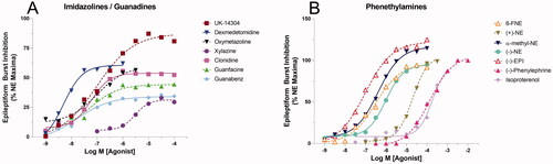 Figure 4. Comparison of various classes of α-AR agonists normalized to percent maximal reduction of NE on epileptiform burst inhibition. (A) The rank order potency for the imidazolines and guanadines is as follows: dexmedetomidine > guanabenz > UK-14304 ≥ oxymetazoline > guanfacine > clonidine ≫ xylazine. (B) The rank order potency for phenethylamines and their derivatives tested is as follows: EPI > 6-FNE ≥ α-methyl-NE > (−)-(R)-NE ≫ (+)-(S)-NE > (−)-Phenylephrine > Isoproterenol.