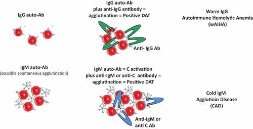 Figure 1. The principle of the direct antiglobulin test (DAT).