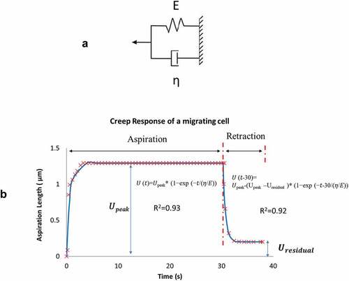 Figure 3. A) A Voigt model representation that consists of an elastic spring (spring constant E) and a dashpot (damping coefficient η) connected in parallel. B) Measurements of recorded front-end displacements was divided into two phases: aspiration from 0 to 30 s and retraction from 30 to 40 s. Each phase was curve-fitted to a Voigt model representation as shown