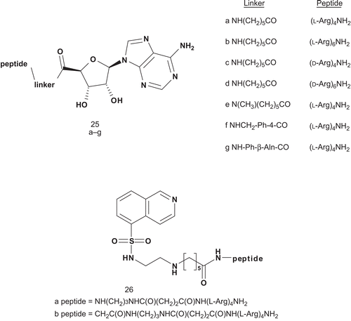 Scheme 15.  Bisubstrate analogs for basophilic protein kinases (PKs).