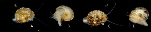 Figure 2. Ethminolia vitiliginea. A, B: Shell diameter 4.5 mm, from shallow sub-littoral silt adjacent to rocky reef, Portarlington, Port Phillip Bay, Victoria, 21 April 2007 (specimen lost); C, D (NMV F248149): Shell diameter 6.0 mm, habitat not recorded, Clifton Springs, Port Phillip Bay, Victoria, 23 April 2011. (Photos: P. Vafiadis).