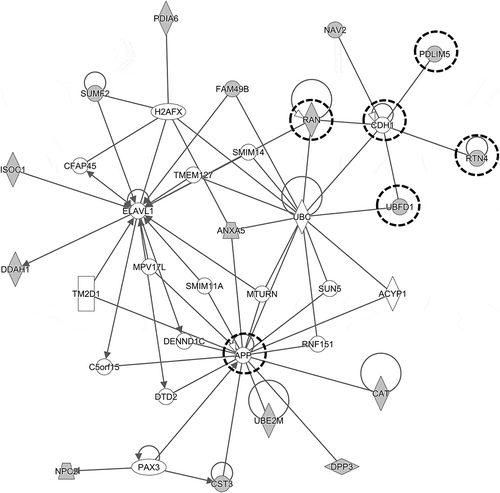 Figure 7. Network consisting of the molecules assigned to the cellular process of cell-cell adhesion.The network analysis detected PPI consisting of the molecules belonging to group No. 28 as classified by clustering analysis. The extracted PPI was observed to include the molecules assigned to the cellular process of cell-cell adhesion. They are enclosed in a dashed circle, and the molecules identified by LC-MS/MS are colored in grey. Four molecules (PDLIM5, UBFD1, RTN4, and RAN) directly interacting with CDH1, which is involved in the E-cadherin synthesis essential for cell adhesion, were identified in the network.