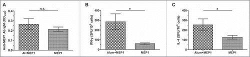 Figure 4. Comparison the early immune responses in BALB/c mice immunized with MEP1 in the presence or absence of alum on day 10 post immunization. BALB/c mice were intramuscularly immunized with MEP1 (with or without adjuvant alum) at a dose of 10 µg in 200 µl of PBS once, then, were killed on day 10 post immunization.Serum from each mouse was collected, the specific antibody IgM, IgG and its subclass IgG1, IgG2a were detected by indirect ELISA at 1/50 dilution, the value was presented as OD450, only anti-MEP1 IgM (A) was presented. Splenocytes were harvested and stimulated with peptide-pools for 48 hours to detect IFN-γ (B) and IL-4 (C) -secreting cells by ELISPOT assay to observe the cellular immune responses, and was expressed as SFU per million cells. * denotes p<0.05, n.s. denotes no significance.