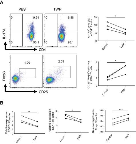 Figure 6 TWP reduces IL-17A-producing CD4+ T-cells while augments Foxp3+ CD25+ CD4+ T-cells in peripheral blood from patients with active UC. (A) Peripheral blood CD4+ T-cells were isolated from patients with active UC (n=3) and stimulated with anti-CD3 (5 mg/mL), anti-CD28 (2 mg/mL), rh TGFβ (20 ng/mL), rh IL-6 (30 ng/mL), anti-IFNγ (20 µg/mL), and anti-IL-4 (20 µg/mL) in the absence or presence of TWP (1.25 mg/mL) for 5 days. The percentages of IL-17A+ T-cells and Foxp3+ CD25+ T-cells in CD4+ T-cells were analyzed by flow cytometer. (B) Peripheral blood CD4+ T-cells isolated from patients with UC (n=3) were stimulated with anti-CD3 (5 mg/mL), anti-CD28 (2 mg/mL), rh TGFβ (20 ng/mL), rh IL-6 (30 ng/mL), anti-IFNγ (20 µg/mL), and anti-IL-4 (20 µg/mL) with or without TWP (1.25 mg/mL) for 72 hours. Expression of RORC, STAT3, and Foxp3 was determined by qRT-PCR. *p<0.05, **p<0.01, ***p<0.001.