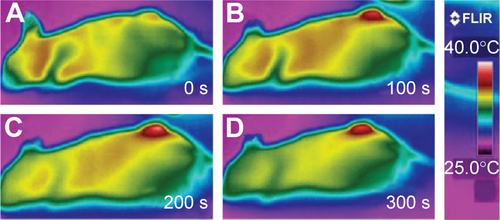 Figure S6 In vivo thermal images of mice injected with saline IV.Notes: (A–D) Mouse was irradiated with NIR for 5 minutes, and the images were captured at different time points.Abbreviations: IV, intravenous; NIR, near-infrared; s, seconds.
