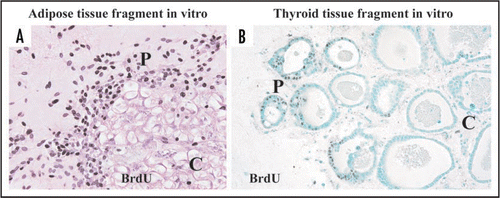 Figure 7 Immunohistochemistry with BrdU in adipose (A) and thyroid (B) tissue-organotypic culture after 48 hour incubation with 30 µg/ml BrdU. Intranuclear BrdU uptakes of adipose cell types and thyrocytes at peripheral zones of adipose (A) and thyroid tissue fragments (B) are extensively greater than those at the central zones. P, peripheral zone. C, central zone.