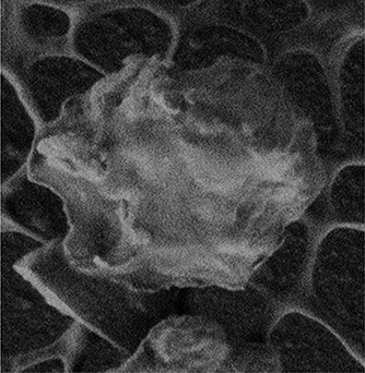 Figure 4. Scanning electron microscope image of collected PM particle.