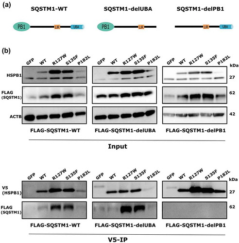 Figure 5. HSPB1 binds to SQSTM1 at the oligomerization domain PB1. (a) Overview of SQSTM1 deletion constructs used. (b) Co-immunoprecipitation analysis of HeLa cells expressing V5-tagged WT HSPB1 or mutant (R127W, S135F, P182L) and FLAG-tagged WT SQSTM1, or delPB1 or delUBA constructs.