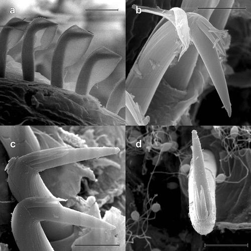 Figure 4. Scolelepis tridentata (Southern, Citation1914), syntype (NMINH 1914.325.7), SEM micrographs: A, Neuropodial hooks with hoods, lateral view; B, Neuropodial hook with three apical teeth, latero-apical view, hood removed; C, Neuropodial hooks with two and three apical teeth, latero-apical view, hoods removed; D, Neuropodial hook with two apical teeth, apical view, hood removed. Scale bars: A = 20 μm; B–D = 10 μm.