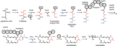 Fig. 2. The biosynthetic pathway of vicenistatin.