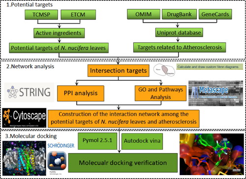 Figure 1. A flowchart for network pharmacology and molecular docking simulation.