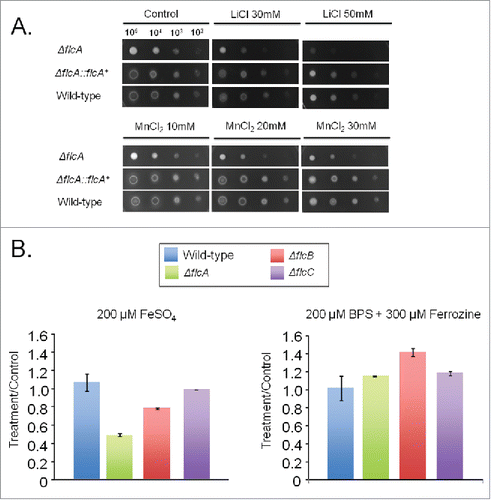 Figure 5. The A. fumigatus ΔflcA is more sensitive to metals. (A) The wild type, the mutant, and the complemented strains were grown on YAG medium with increasing concentrations of LiCl and MnCl2. (B) The wild type and the mutant strains were grown for 48 h at 37 °C in MM+200 µM FeSO4 or AMM+ferrozine+BPS. The data were normalized by dividing the dry weight of the treatments by the dry weight of the corresponding strains grown for 48 h at 37 °C in MM.