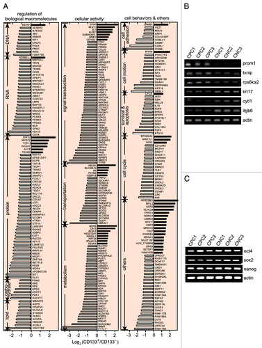 Figure 2. The differential gene expression profiles of the CD133+ SW620 cells and the CD133- counterparts. (A) Microarray analyses were performed to identify the differentially expressed genes in the purified CD133+ clonal SW620 cells and the purified CD133- counterparts. The results were expressed as the mean of two independent experiments. The genes with more than 2-fold change in their mRNA levels were listed and roughly classified according to their biological functions. (B) The mRNA levels of 6 genes in the microarray data were validated by RT-PCR in three CD133+ (CPC1, CPC2, CPC3) and three CD133- (CNC1, CNC2, CNC3) clonal cell populations. (C) The mRNA levels of the indicated genes were validated as in (B).
